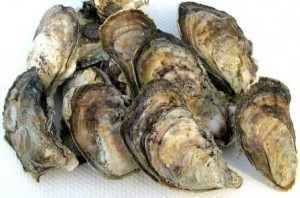 Chesapeake Bay Oysters