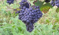 Pinot Noir