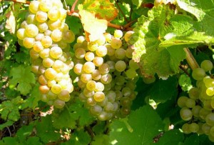 Riesling