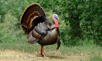 Wild Turkey (photo: Alan_Vernon.)